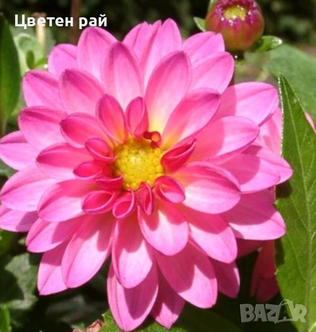 Грудки на няколко цвята далии , снимка 17 - Градински цветя и растения - 53770863