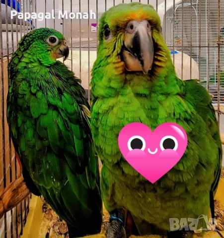 Ръчно хранени папагали Амазони , снимка 4 - Папагали - 51537707