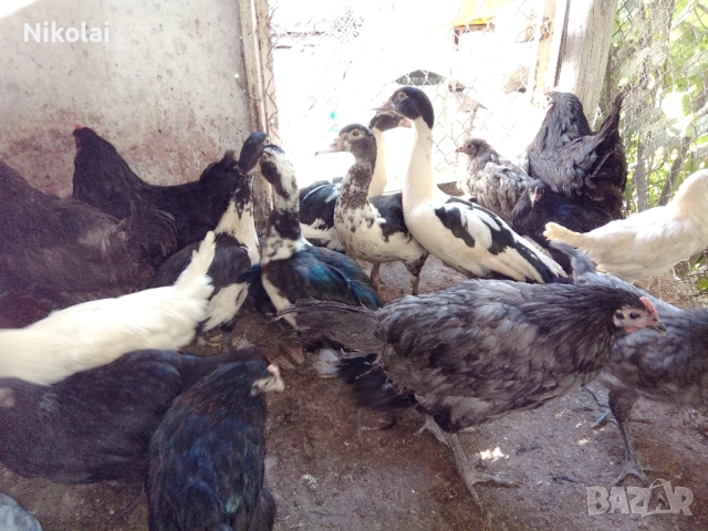 Неми патици(мускусни)на 6,5месеца , снимка 9 - Патици и гъски - 51772681