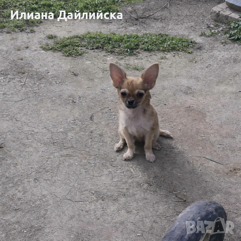 Супер мини чихуахуа, снимка 2 - Чихуахуа - 53387021