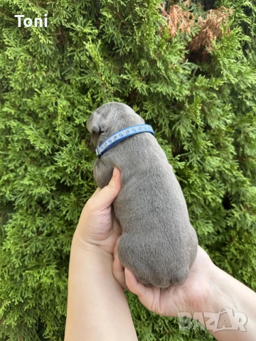 френски булдог/french Buldog, снимка 7 - Френски булдог - 55725415