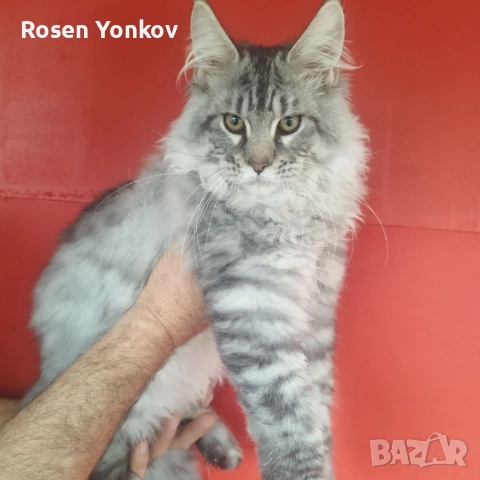 Мейн Кунчета със родословие и документи от частен развъдник.