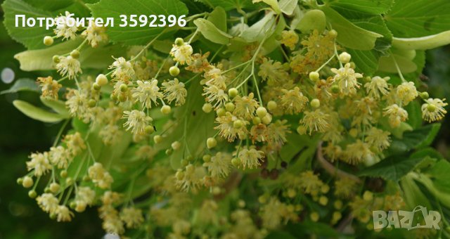 Комплект от 2 липи дръвчета  за 10 лева