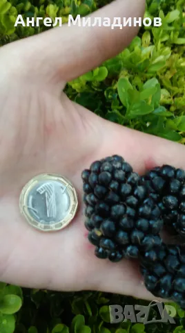 къпина без бодли, снимка 2 - Градински цветя и растения - 50055002