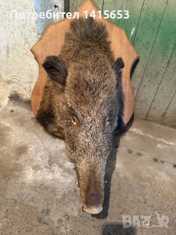 Продавам препарирано диво прасе