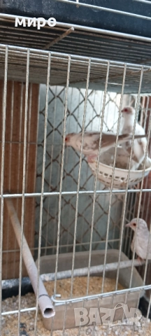 Шарени Диамантени гугутки!, снимка 9 - други­ - 51645799