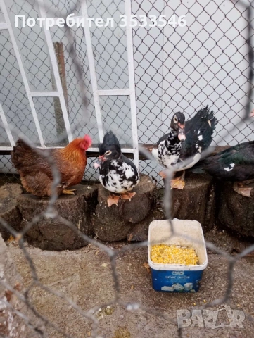 Катунски кокошки,зайчета,патички