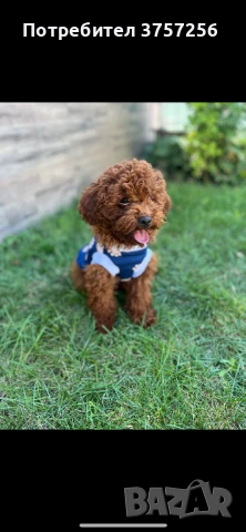 Пудел той (poodle), снимка 1