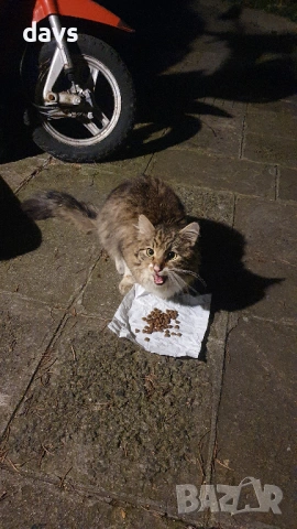 Красавец търси приемен / постоянен дом, снимка 9 - Други - 53488361