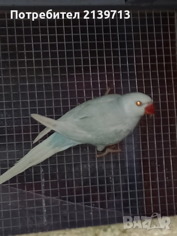 Продавам папагал Малък Александър 