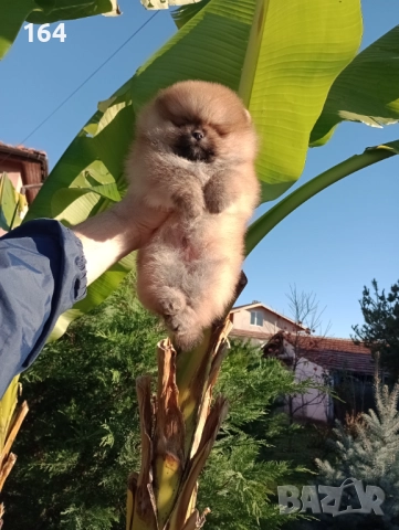 Мъжки Померан на 3 месеца. Реални снимки!, снимка 8 - Померан - 52684790