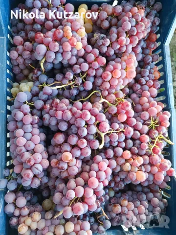 Продавам грозде букет - 0,75 евро/кг, снимка 2 - Домашни продукти - 56338629
