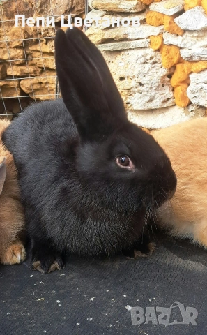 Зайци Заек Зайчета, снимка 7 - Декоративни зайчета - 53812015