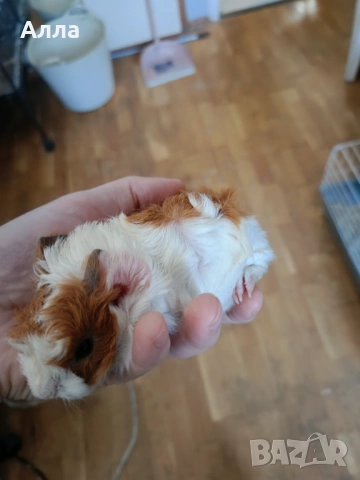 Има в наличност малки морски свинчета , снимка 2 - Морски свинчета - 53156375