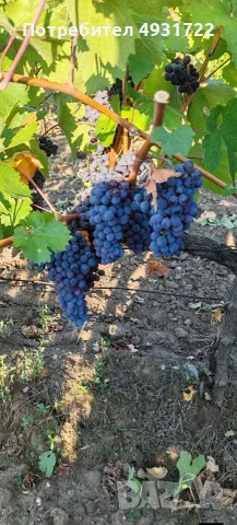 Предлагам грозде, снимка 2 - Домашни продукти - 55834917