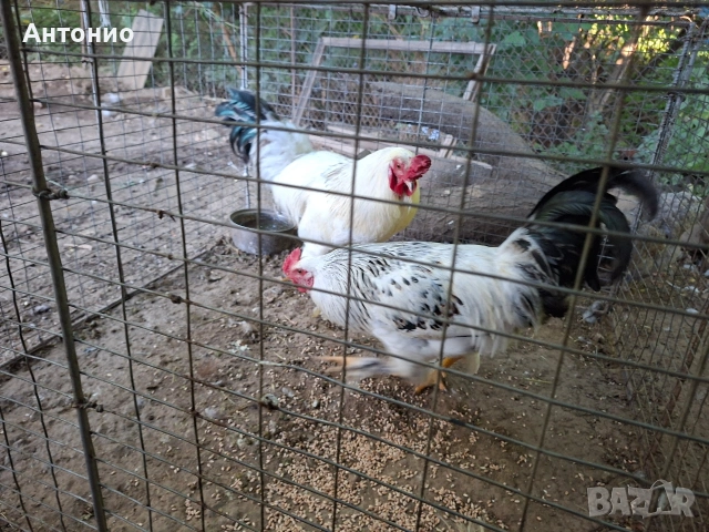 Селски кокошки и петлета , снимка 6 - Кокошки и пуйки - 53131792