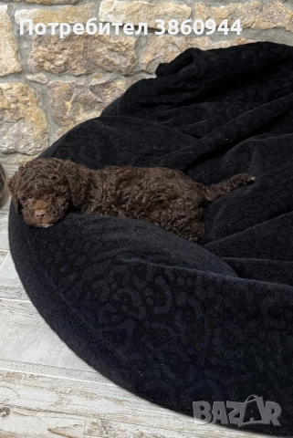 Лагото романьол