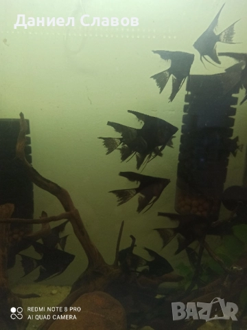 ЧЕРНИ ШЛАЕРНИ СКАЛАРИИ , снимка 4 - Рибки - 51534069