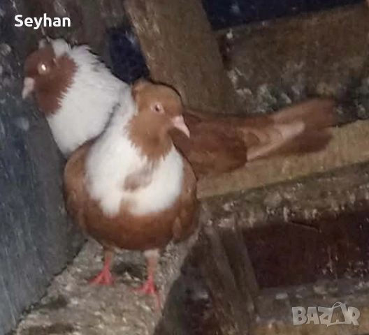 Чифт чирпански 