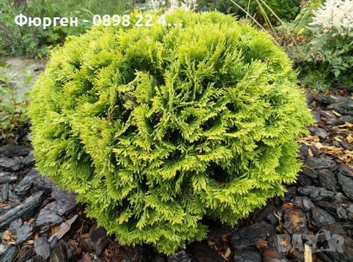 Туя Даника Голд – Thuja occidentalis Danica Gold, снимка 6 - Разсади - 52714317