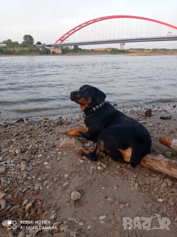 Rotwailer Kuceta Mijko i Jesnko , снимка 3 - Ротвайлер - 53354290