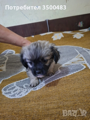 4 момичета и 1 момче Пекинези, снимка 10 - Пекинез - 52584455