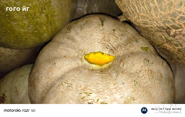 Тикви кестени бяли, снимка 2 - Домашни продукти - 52502247