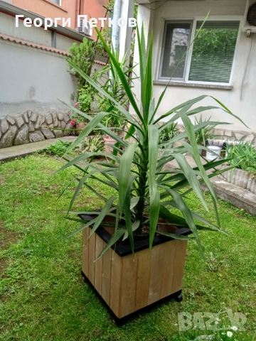 Палма Юка стайна - 150см.- 50лв..