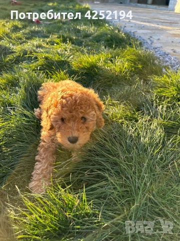 Пудел мини женско , снимка 4 - Пудели - 53865689