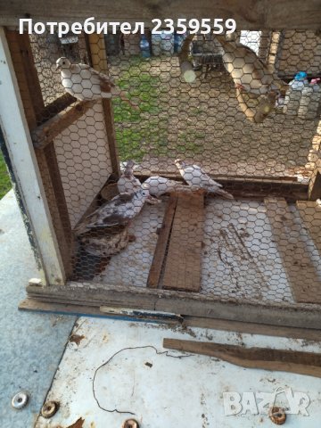 Скумрийки - пеещи Гугутки, снимка 2 - Гълъби - 40379750