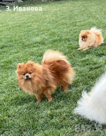 Момче на достъпна цена, снимка 1