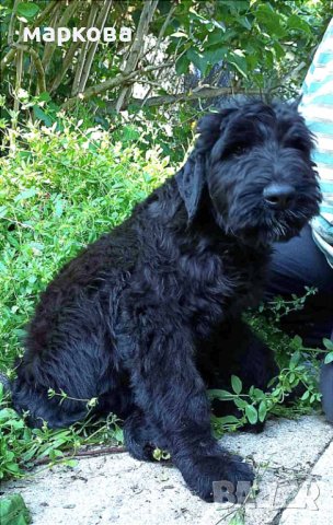 Черен руски териер/КГБ/