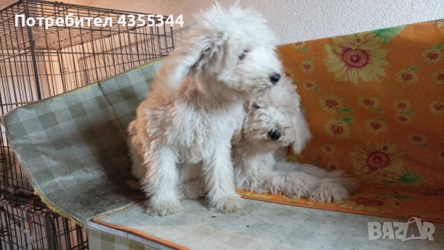 Пудел Кралски , снимка 3 - Пудели - 52439727