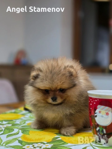 Померанче,шоко тан момиченце!, снимка 7 - Померан - 53685781