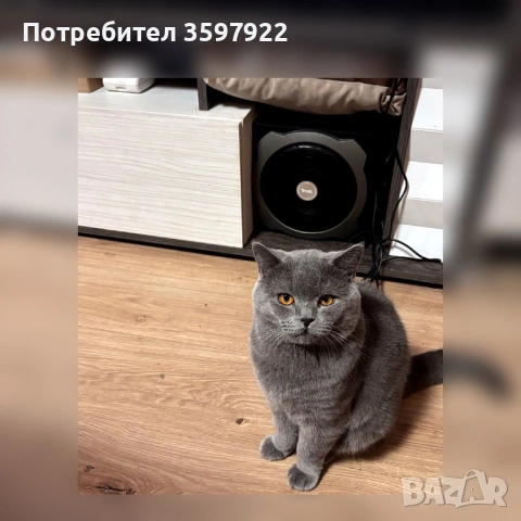 Син британец British Shorthair – 9 месеца, снимка 7 - Британска късокосместа - 53710277
