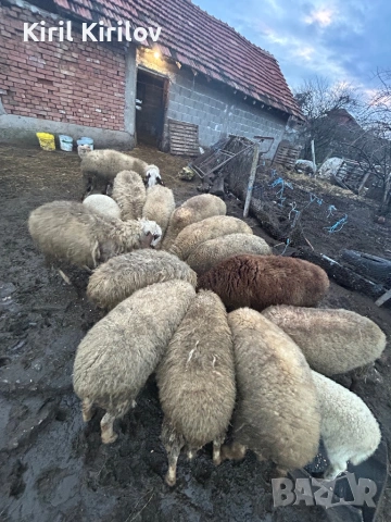 Продвам овце, снимка 2 - Овце - 53394544