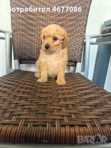 Той пудел момченце 