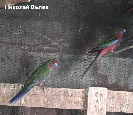 Пенанти , снимка 3 - Папагали - 52105277