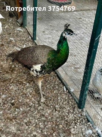 Пауни индийски на 1 година и половина, снимка 4 - други­ - 51788811