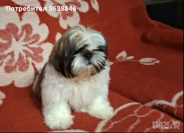 Ши тцу, снимка 2 - Ши Тцу - 50728240