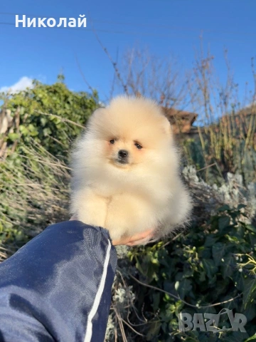 Померан мини момче. Померанче, снимка 7 - Померан - 53624474