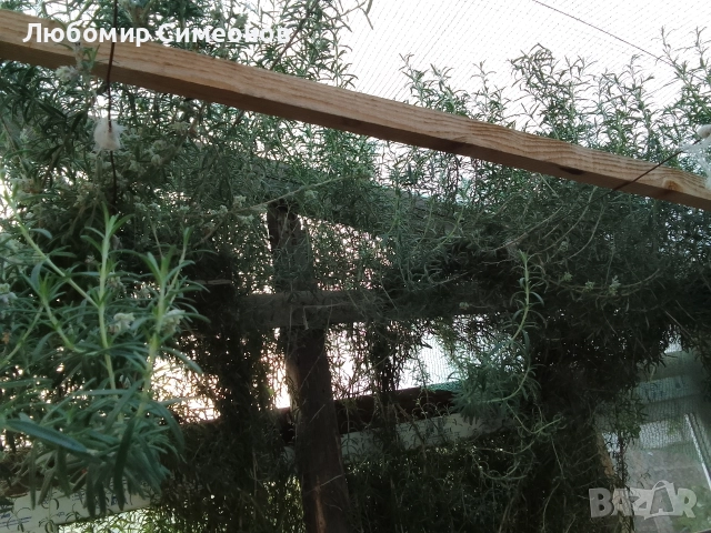 Продавам пресен розмарин от храсти. Цена 15 лв. за килограм, снимка 3 - Стайни растения - 52951397