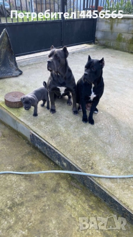 Коледна промоция! Кане Корсо бебета