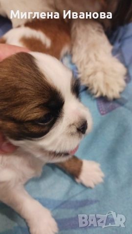 Ши тцу, снимка 14 - Ши Тцу - 52447041