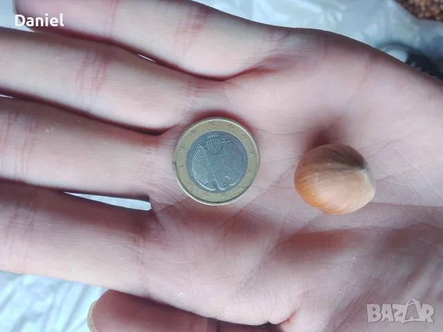 🌰 Пресни лешници, снимка 3 - Домашни продукти - 55801438