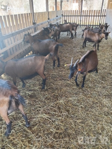 продавам ярета френски алпин , снимка 2 - Кози - 53735476