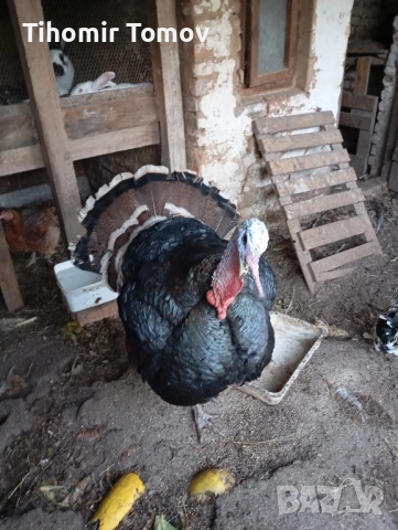 продавам домашно гледани пуйки пуяци за празниците 