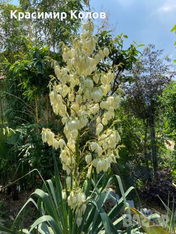 Юка рекурвифолиа, Yucca recurvifolia, декоративни растения, сухоустойчиви, студоустойчиви, снимка 3 - Градински цветя и растения - 53860160