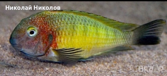 Африкански Цихлиди Танганика, снимка 5 - Рибки - 51768238