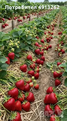 Стар, градински сорт ягоди МИЦЕ ШИНДЛЕР, снимка 2 - Разсади - 56259205